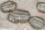 Cluster Of Six Colorful Austerops Trilobites - Jorf Morocco #362872-1
